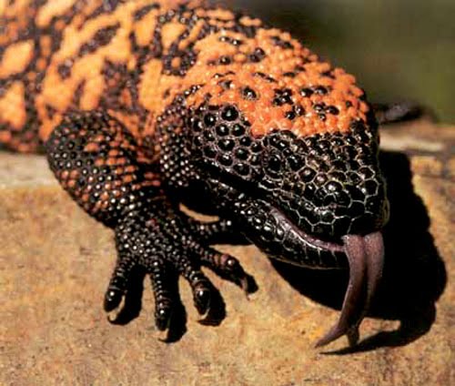 Gila-monster3